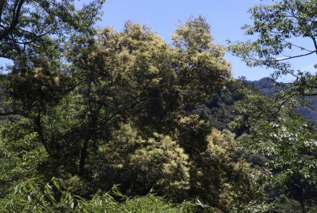 野生米槠树整体外观