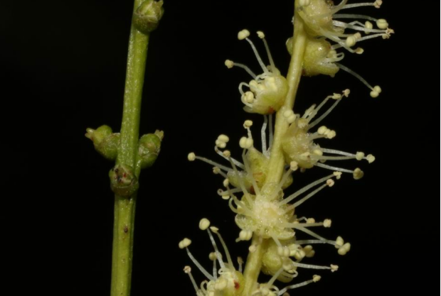 荒野维生野菜系列——米槠