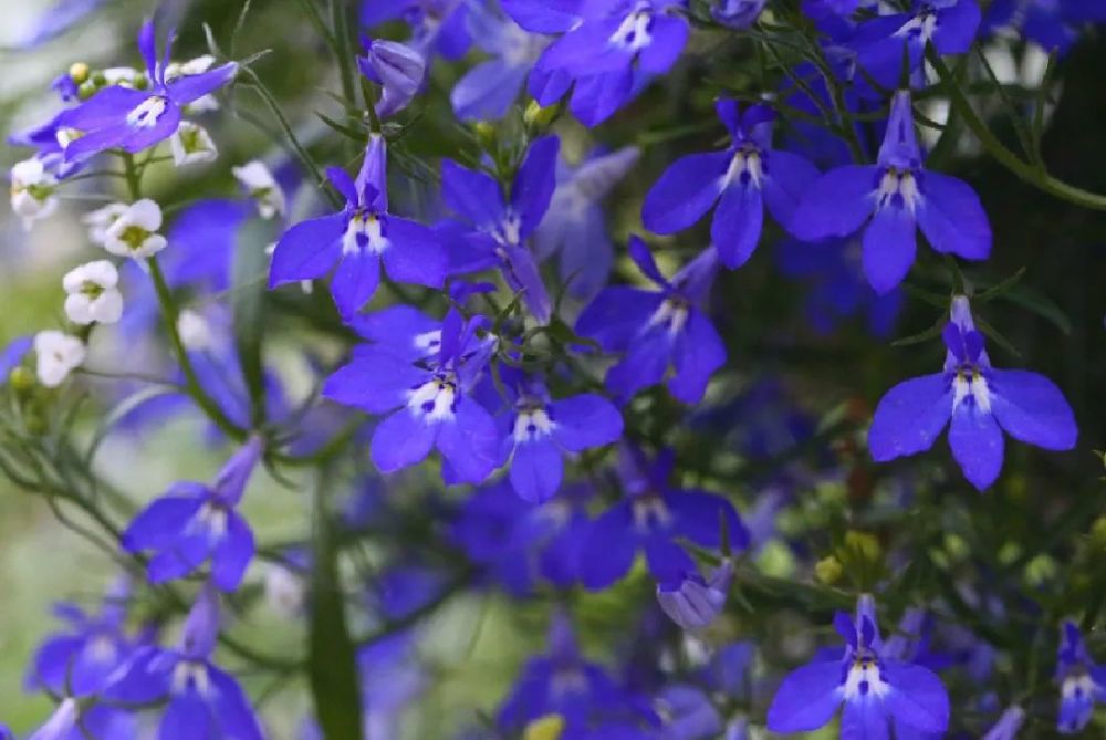 蓝色半边莲可替代植物:旋果蚊子草 欧洲金莲花 落新妇 鸢尾15