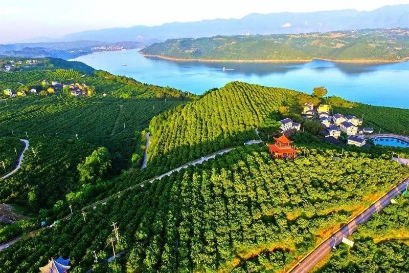 三峡橘海景区(央广网发忠县文旅委供图)