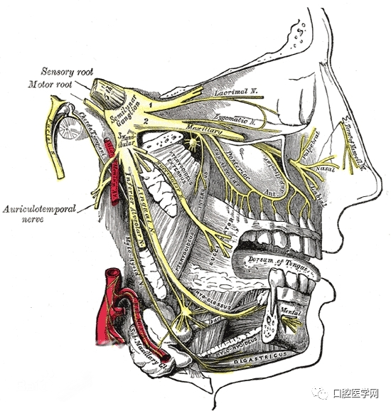 下牙槽神经沿翼外肌内侧面下行,经下颌孔入下颌管,在管内发出多数小支