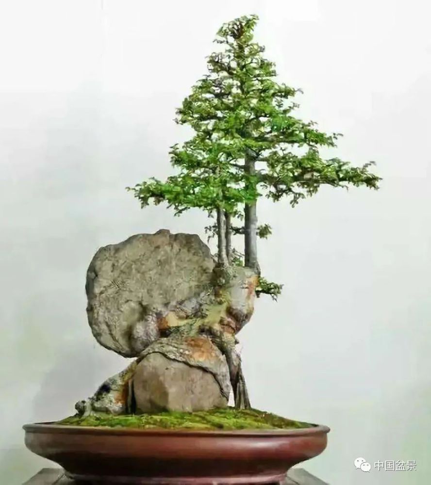 树抱石盆景——古朴又雅致,自然趣味足!