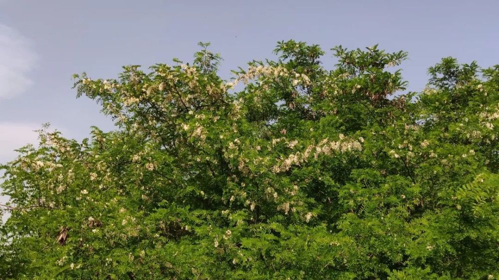 吃槐花正当时,采摘食用须注意