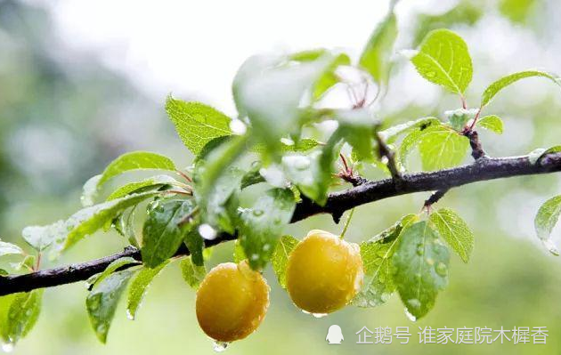 一川烟草,满城风絮,梅子黄时雨.贺铸诗词里的初夏,美不胜收