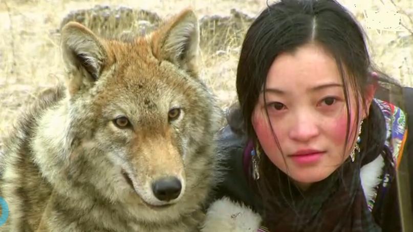 十年前,这个成都美女从大草原带回狼崽,如今这只狼过得怎样了?