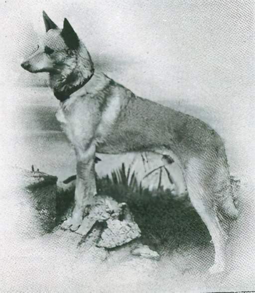 寻根问祖系列(27):马犬(belgian malinois)