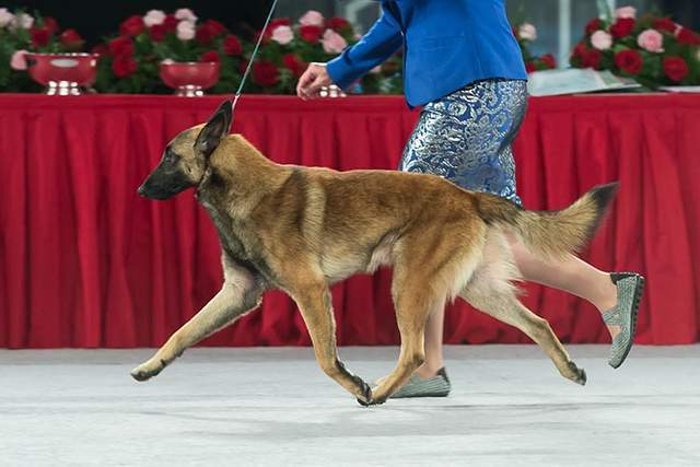 寻根问祖系列27马犬belgianmalinois