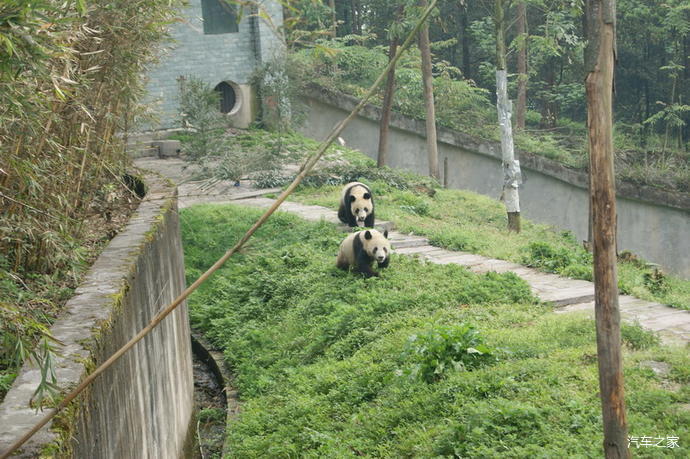 【碧峰峡行08】大熊猫雅安碧峰峡研究基地