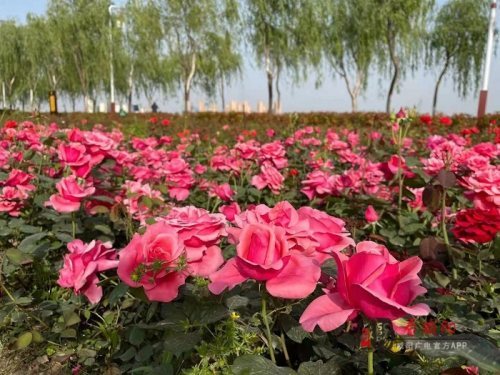 今年花开逛咸阳|月季花开满院宣 芳香四溢沁青天