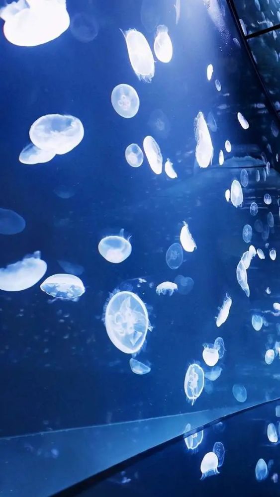 水族箱中游弋的水母