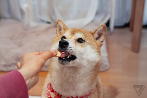 柴犬幼崽一天喂几次每一餐最好间隔多久