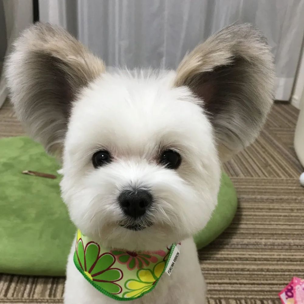 马尔济斯和蝴蝶犬,生出来了一只米老鼠?
