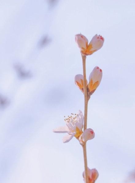 桃花的唯美句子,简短优美,拿去晒朋友圈!