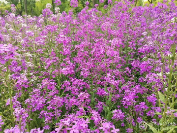 宿州植物公园30亩蓝香芥盛开