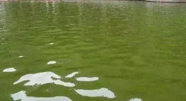 池塘水质小分享,这些水质可不好调!要怎么去做?