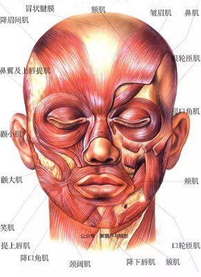 所谓额肌就是额头上的肌肉,枕肌就是你头的后枕部那块肌肉.