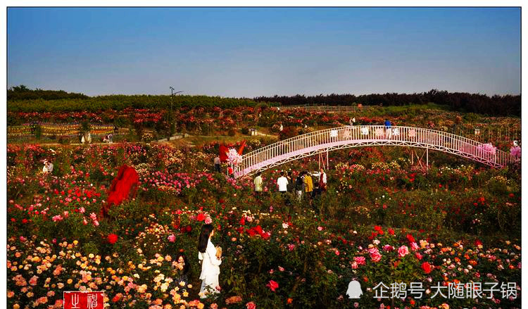 随州炎帝故里的后花园:炎帝紫薇园