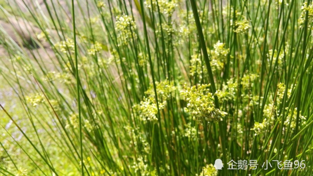 湖南资兴高码窑上,毫不起眼的灯芯草,也有开花的季节