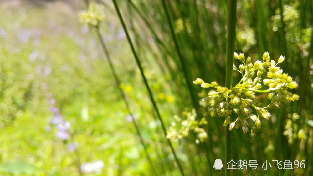 湖南资兴高码窑上,毫不起眼的灯芯草,也有开花的季节