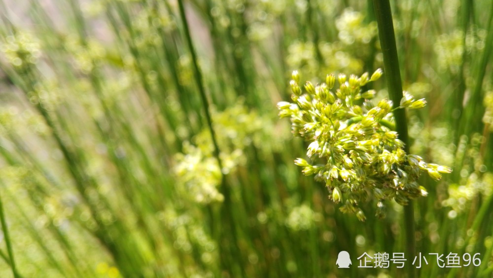 湖南资兴高码窑上,毫不起眼的灯芯草,也有开花的季节