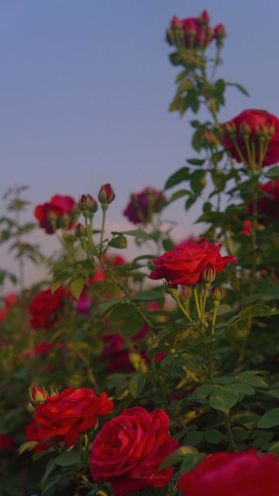 带有鲜花的聊天背景