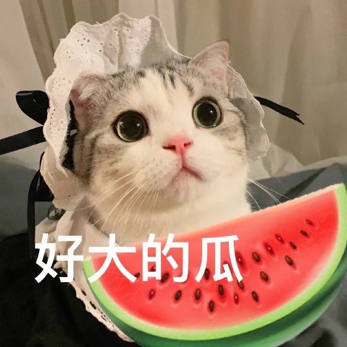 表情包:发出可爱的疑问