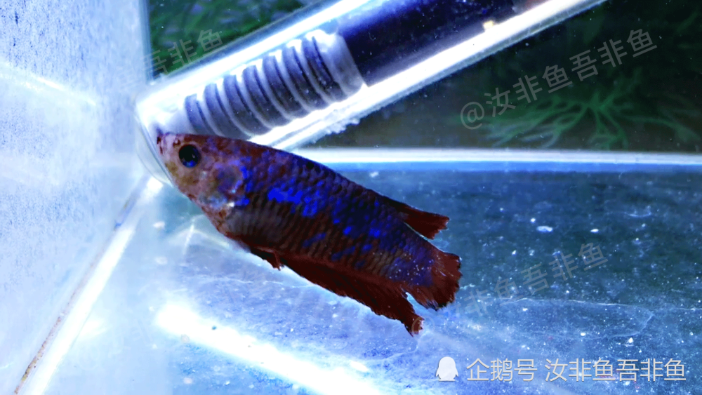 得了白点病的泰国斗鱼治疗(下),治疗观赏鱼白点病,3天