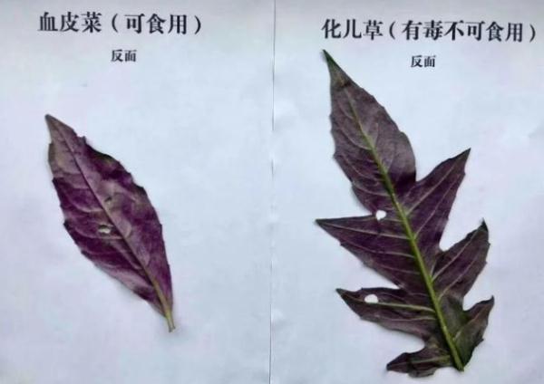 血皮菜&化儿草