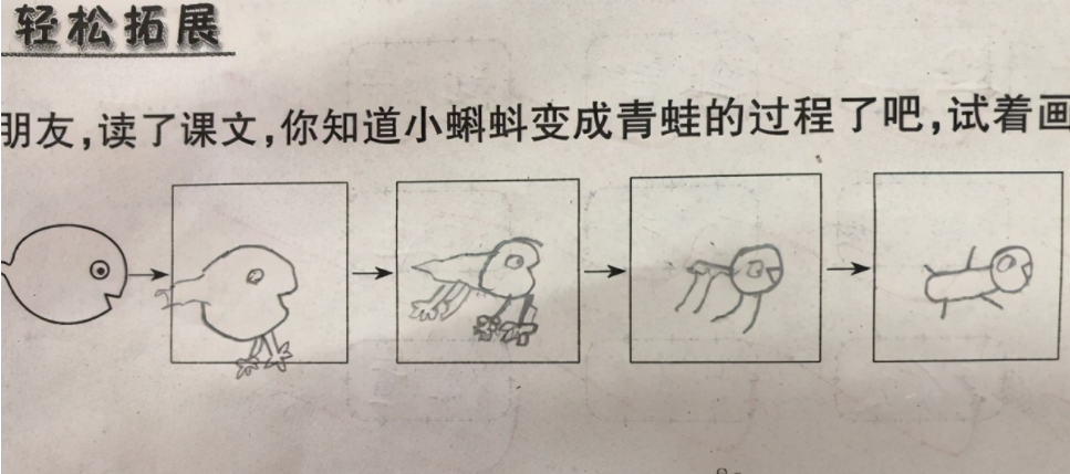 小学生画"蝌蚪变青蛙"走红,进化过程太新奇,老师看后满脸问号