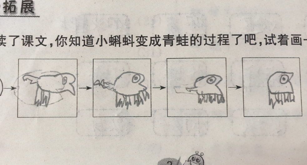 小学生画"蝌蚪变青蛙"走红,进化过程太新奇,老师看后满脸问号