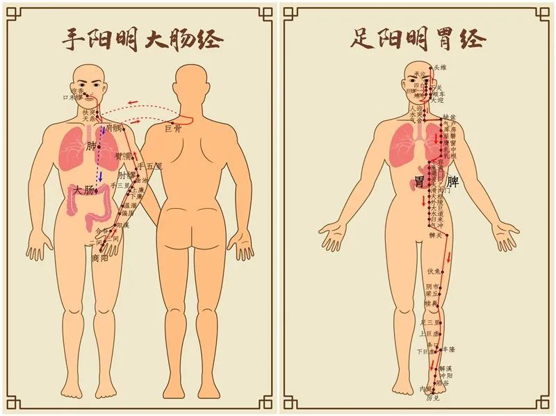 此因手阳明大肠经循行络太阴肺而后走头;足阳明胃经循行络太阴脾而后