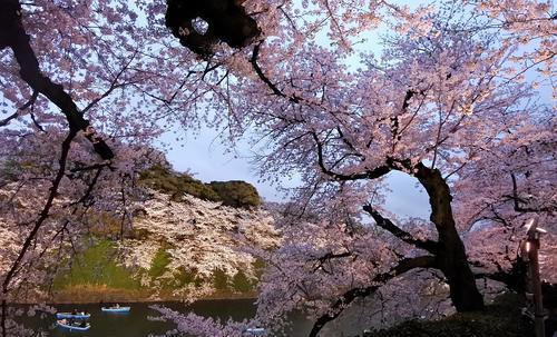 日本的国花是菊花,为何大多数日本人却对樱花情有独钟