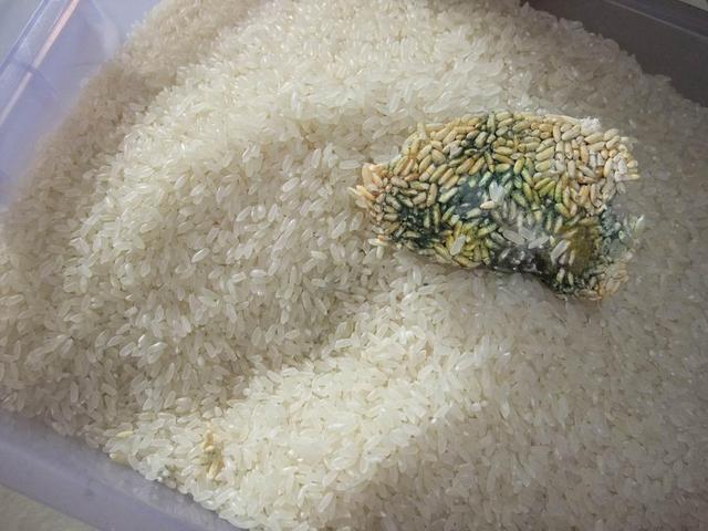 提醒2种米饭可能暗藏黄曲霉素建议停止食用不妨多了解