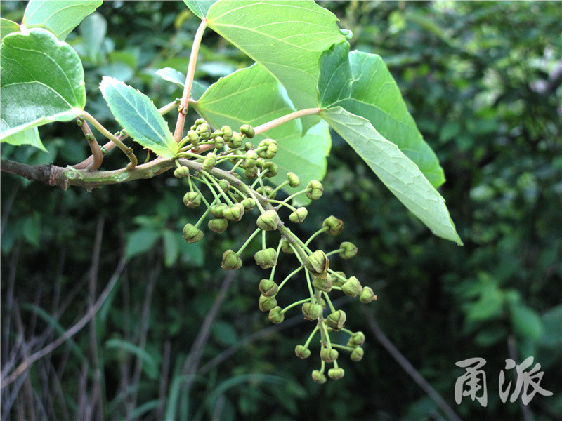 大风子科的毛叶山桐子的下垂花序.