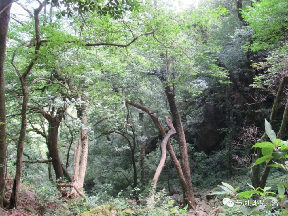 凤凰,占条件之独厚,享天时之独特,聚旅游之潜能.