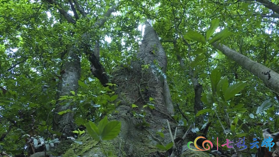 生物多样性之美|保护高黎贡山脚下的明星植物滇桐