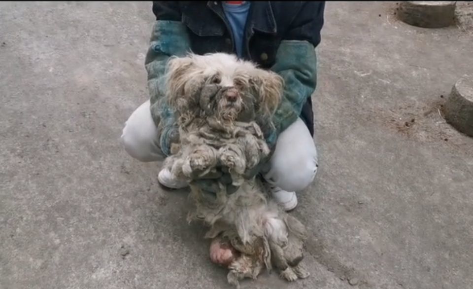 喜欢的恐怕都是一只健健康康听话可爱的狗狗,一旦狗狗不听话或生了病