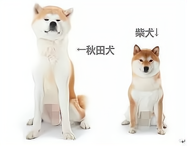 柴犬和秋田犬有什么区别?一个呆萌一个霸气,你更喜欢哪种?
