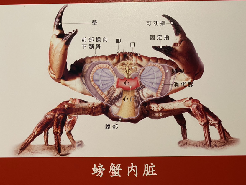 广州:《虾兵.蟹将》主题海洋生物展(免费)