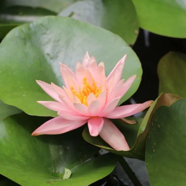 五月花的睡莲开啦!快去华西公园,遇见夏天最美的样子