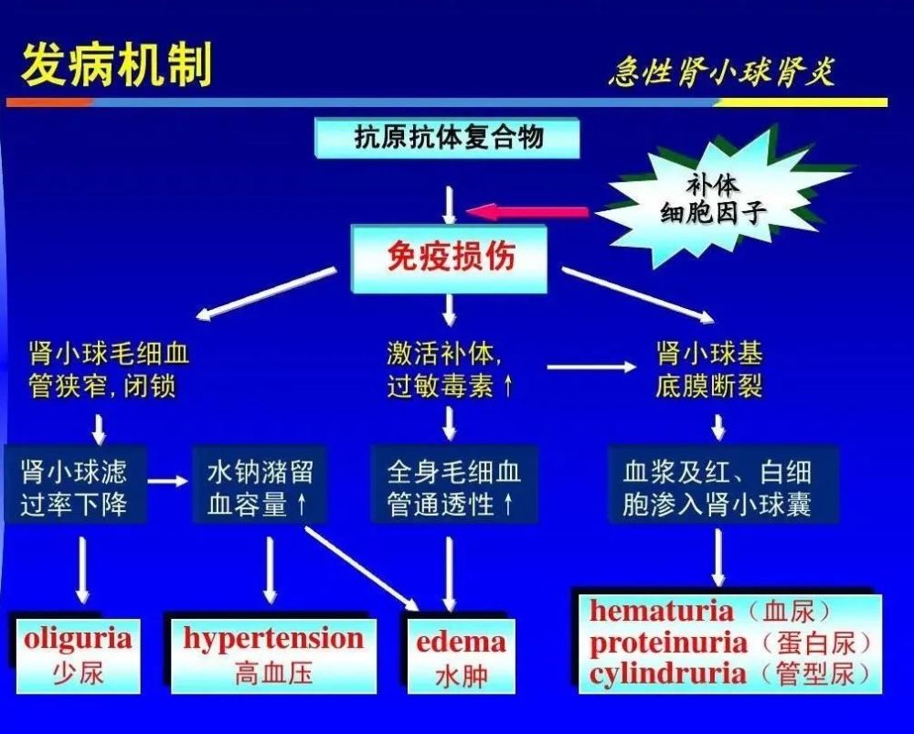 肾炎专题|急性肾小球肾炎