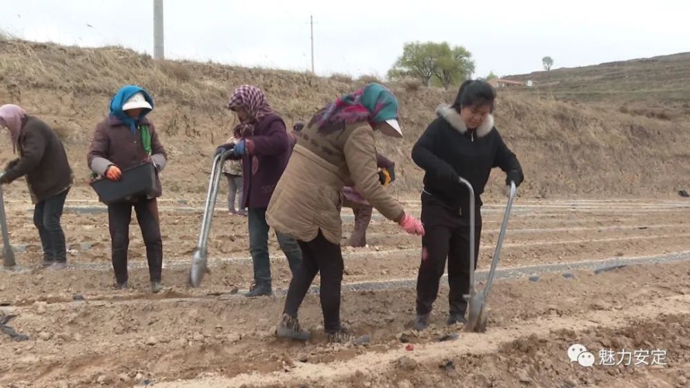 张巧花:扎根家乡热土 当好乡村振兴领头雁