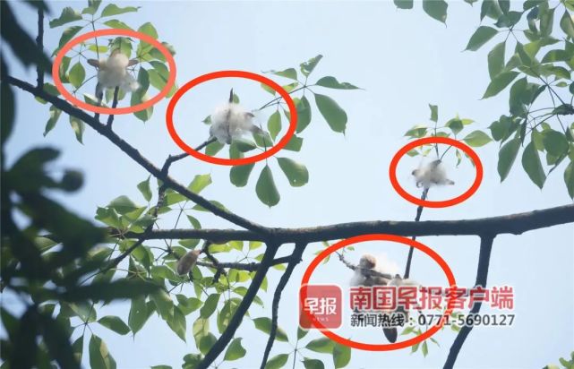 美丽异木棉棉絮在南宁四处飘散,专家:无毒,不用担心