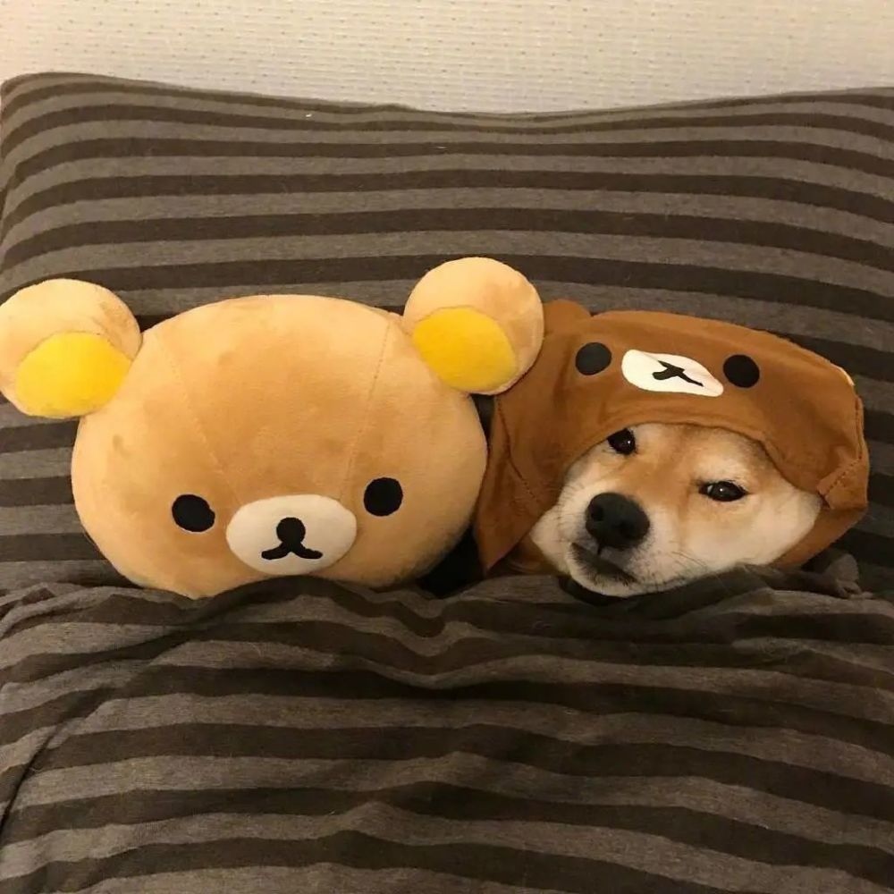 情侣头像|高清可爱柴犬情头