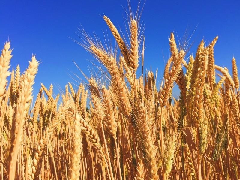 日常生活中小麦,大米,小米的营养素含量及特点