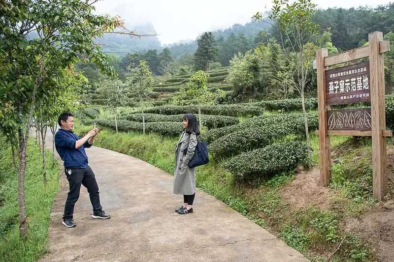 游在闽北|武夷山:走进燕子窠生态茶园,一嗅茶香二望无