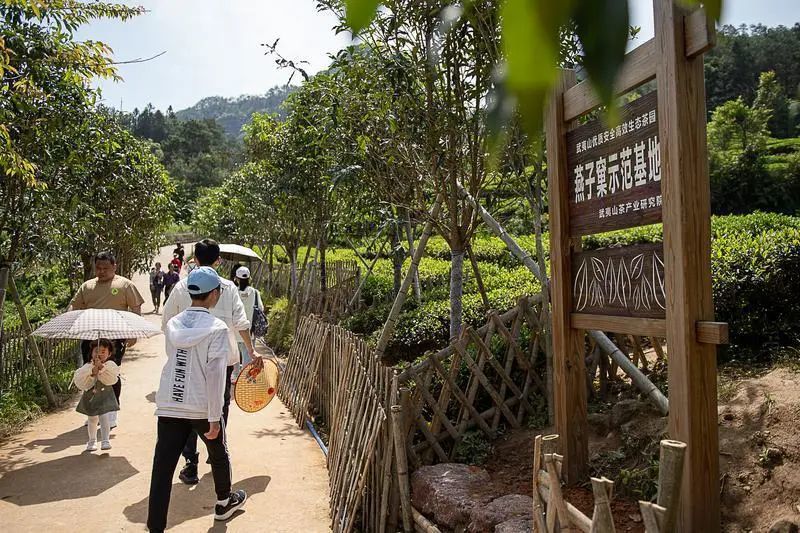 游在闽北|武夷山:走进燕子窠生态茶园,一嗅茶香二望无