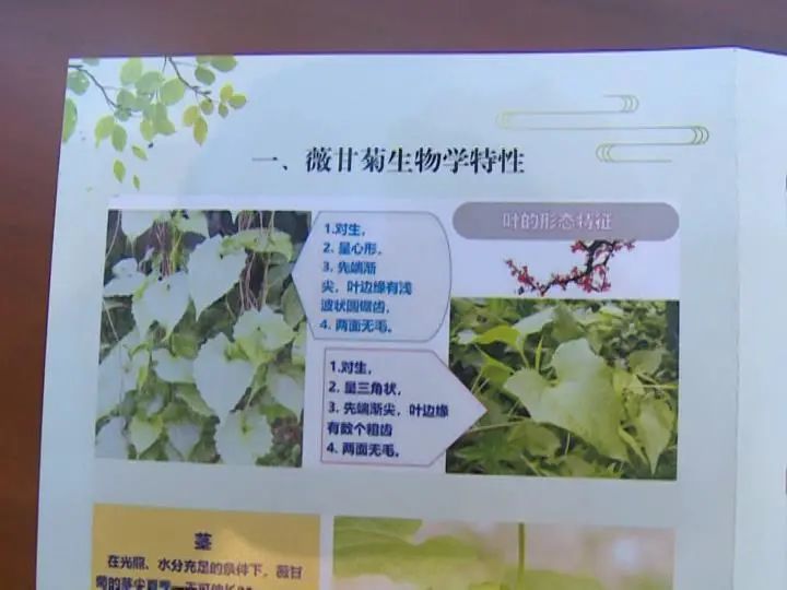 我区部署薇甘菊防治工作