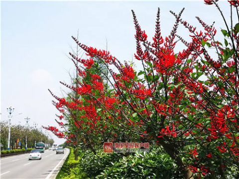 明艳动人!桂林象牙红盛放迎客,花期可持续到10月