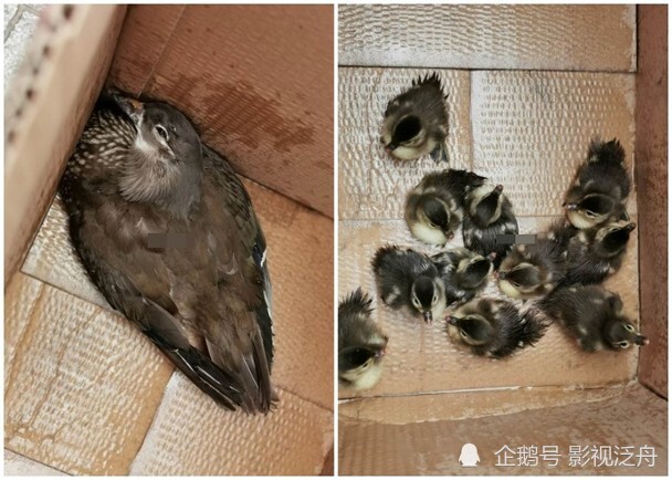 曲谱野鸟_农村野鸟图片(3)